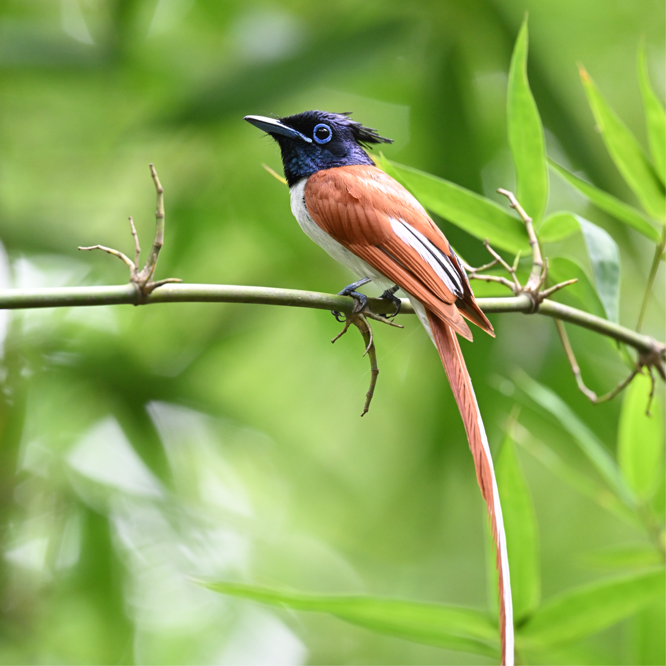 NIKKOR Lens Z 600MM F/6.3 VR S - Image 10