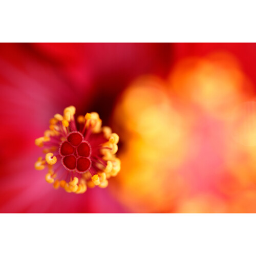 Tamron 90mm f/2.8 Di III VXD Macro Lens Nikon Z (F072Z) - Image 12