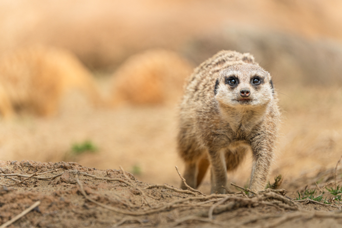 Tamron 50-400mm f/4.5-6.3 Di III VC VXD Lens Sony E (A067S) - Image 7