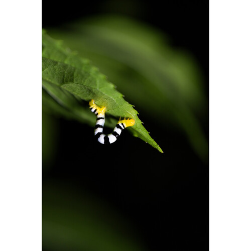 Tamron 90mm f/2.8 Di III VXD Macro Lens Nikon Z (F072Z) - Image 13