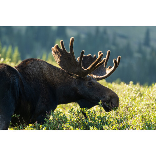 Sigma 100-400mm f/5-6.3 DG DN OS Contemporary Lens FUJIFILM X - Image 12