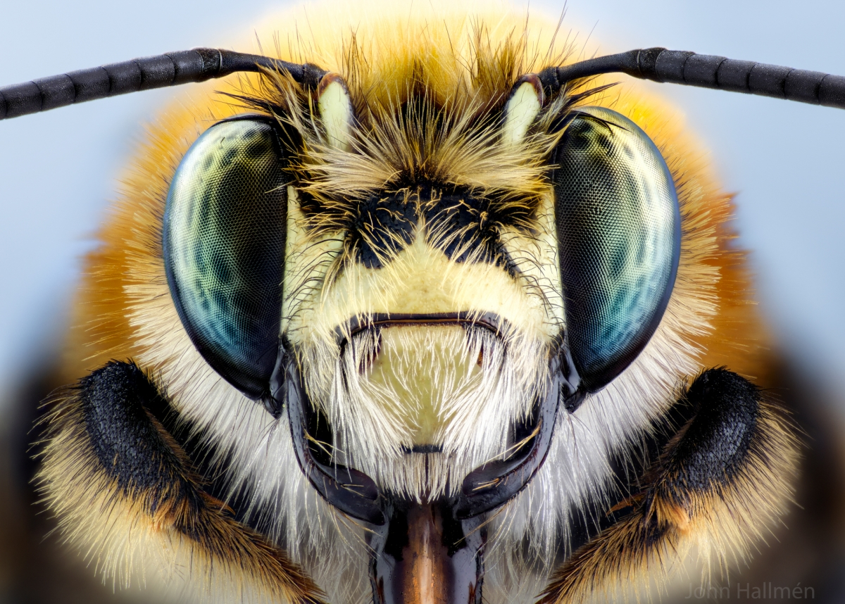 Laowa 100mm f/2.8 2x Ultra Macro APO Lens Nikon Z - Image 3