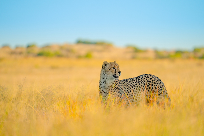 Tamron 150-500mm f/5-6.7 Di III VC VXD Lens FUJIFIM X - Image 9