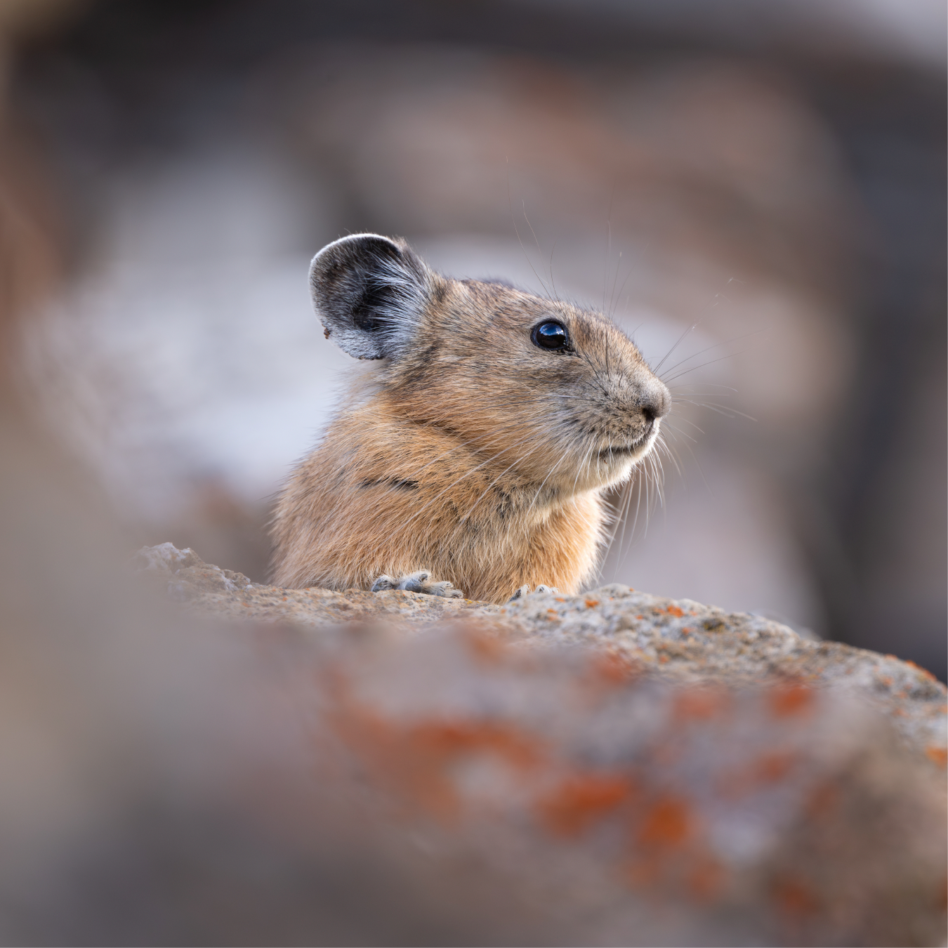 NIKKOR Lens Z 600MM F/6.3 VR S - Image 9