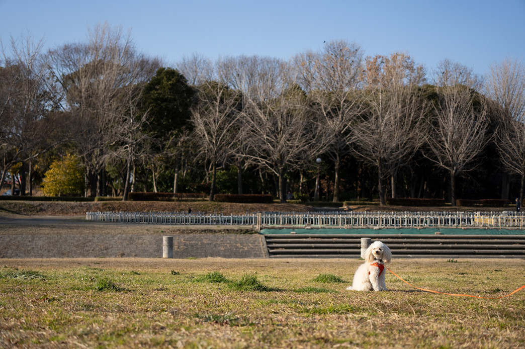 Tamron 50-300mm f/4.5-6.3 Di III VC VXD Lens Sony E (A069S) - Image 9