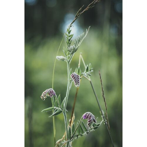 OM SYSTEM OM-5 Mirrorless Camera (Silver) - Image 13