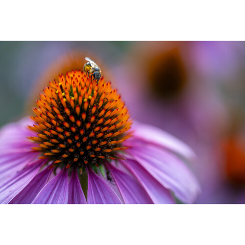 Tamron 90mm f/2.8 Di III VXD Macro Lens Nikon Z (F072Z) - Image 9