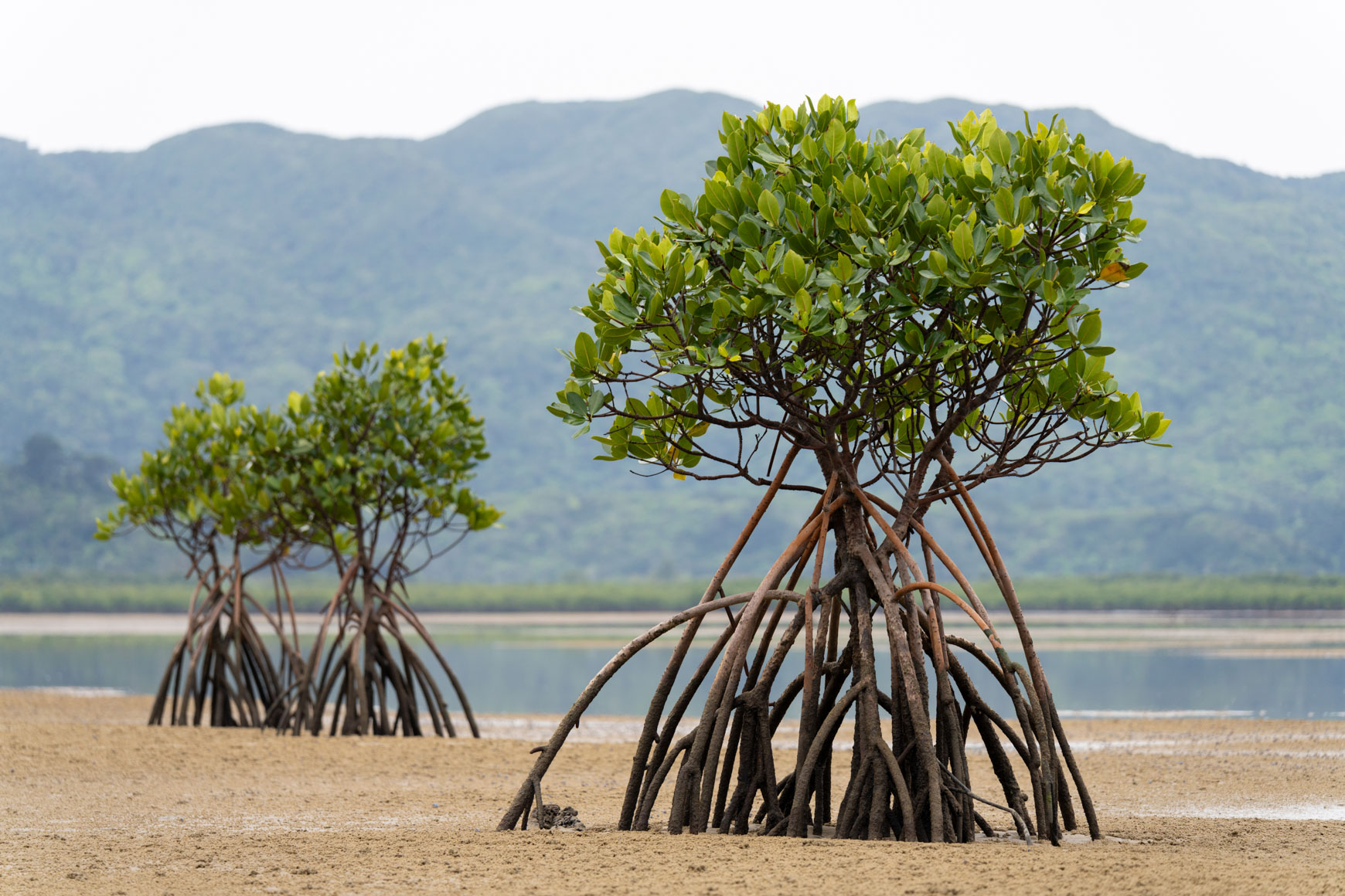 Tamron 50-300mm f/4.5-6.3 Di III VC VXD Lens Sony E (A069S) - Image 13