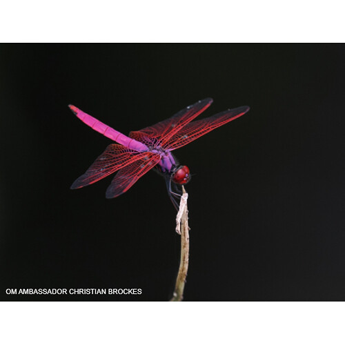 OM SYSTEM OM-1 Mark II Mirrorless Camera (Body Only) - Image 11