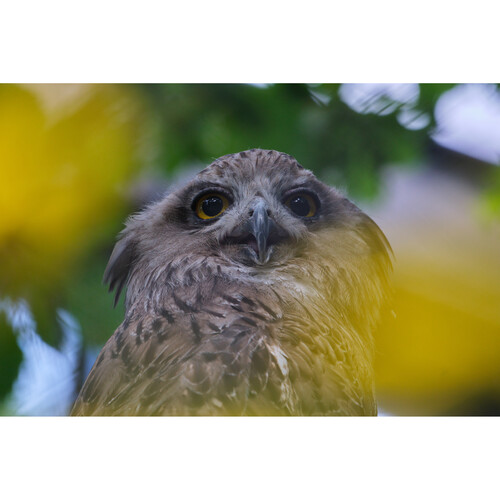 Sigma 100-400mm f/5-6.3 DG DN OS Contemporary Lens FUJIFILM X - Image 15