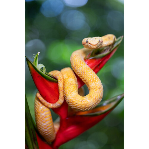 Tamron 90mm f/2.8 Di III VXD Macro Lens Nikon Z (F072Z) - Image 11