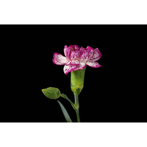 Godox MF12 Macro Flash - Image 7