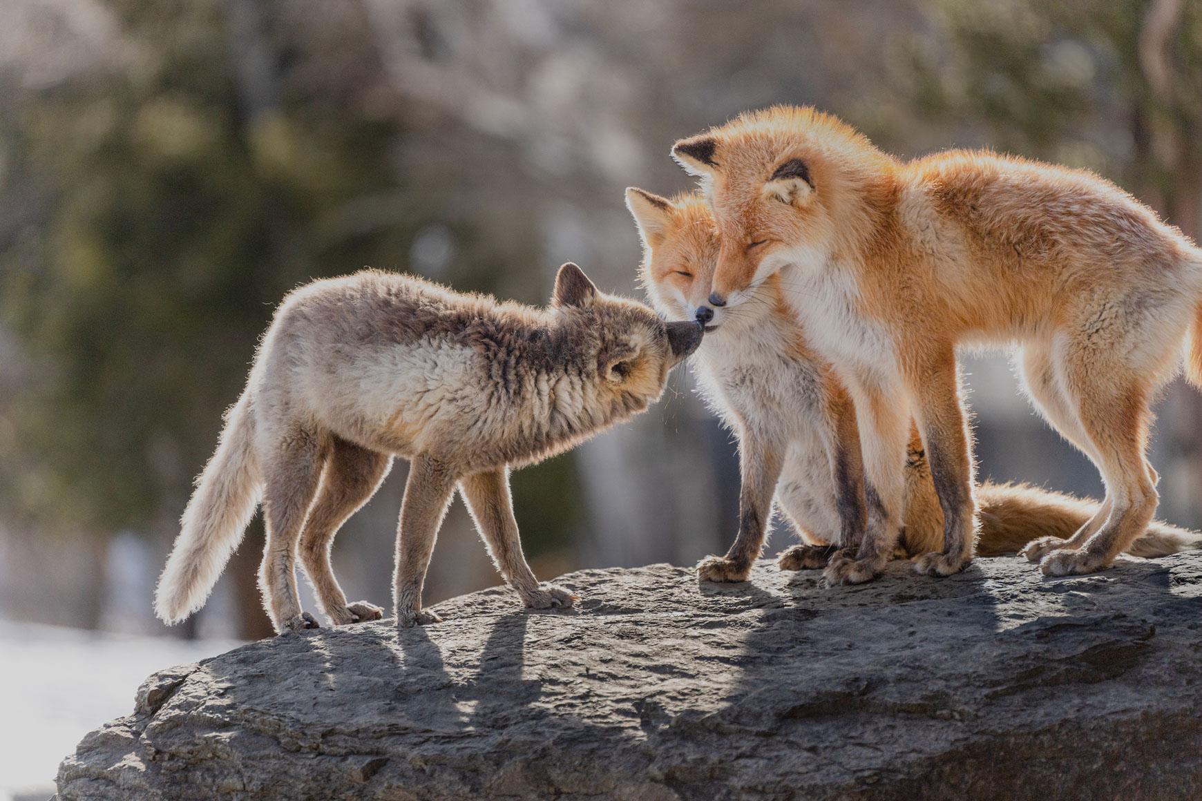 Tamron 50-400mm f/4.5-6.3 Di III VC VXD Lens Sony E (A067S) - Image 3