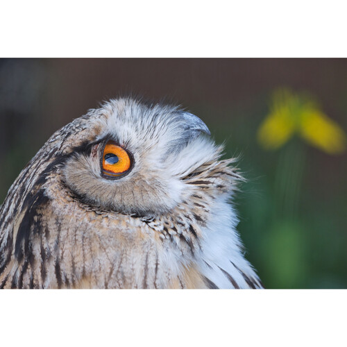 Sigma 100-400mm f/5-6.3 DG DN OS Contemporary Lens FUJIFILM X - Image 14