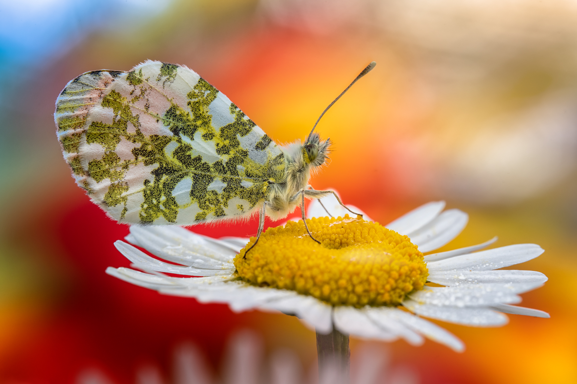 Laowa 100mm f/2.8 2x Ultra Macro APO Lens Canon RF - Image 4