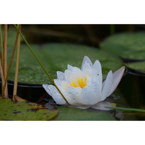 Sigma 100-400mm f/5-6.3 DG DN OS Contemporary Lens FUJIFILM X - Image 10