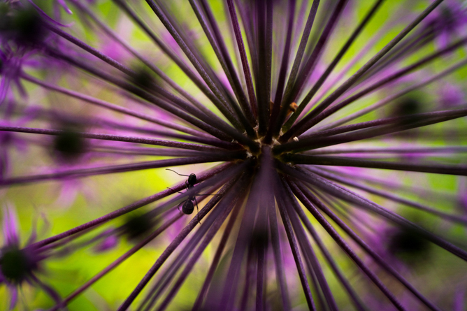 Tamron 50-400mm f/4.5-6.3 Di III VC VXD Lens Sony E (A067S) - Image 4