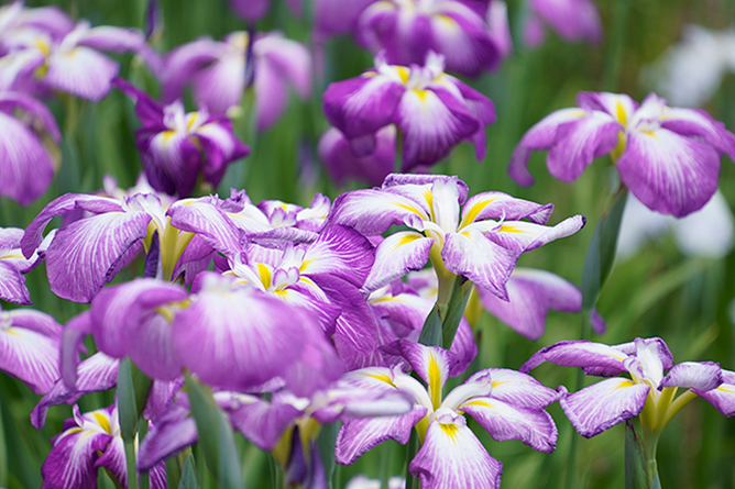 Tamron 18-300mm F/3.5-6.3 Di III-A VC VXD Lens Sony E (B061S) - Image 5