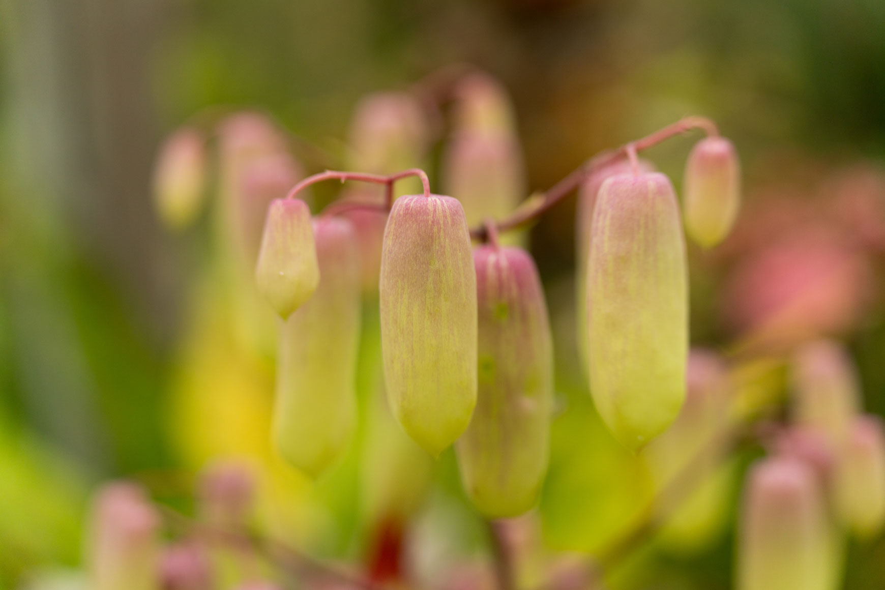 Tamron 50-300mm f/4.5-6.3 Di III VC VXD Lens Sony E (A069S) - Image 12