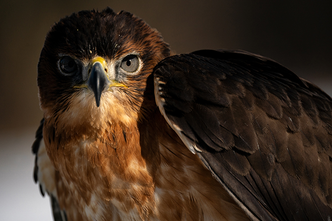 Tamron 150-500mm f/5-6.7 Di III VC VXD Lens FUJIFIM X - Image 10